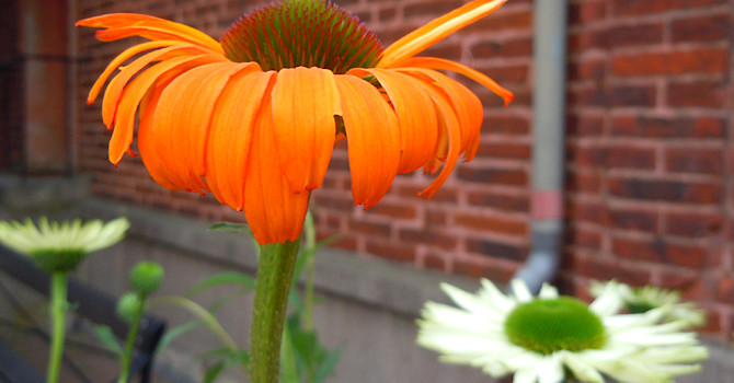 _Echinacea purpurea_ 'Sunrise', 'Tangerine Dream' och 'Virgin' (den vita)
Foto: Sylvia Svensson