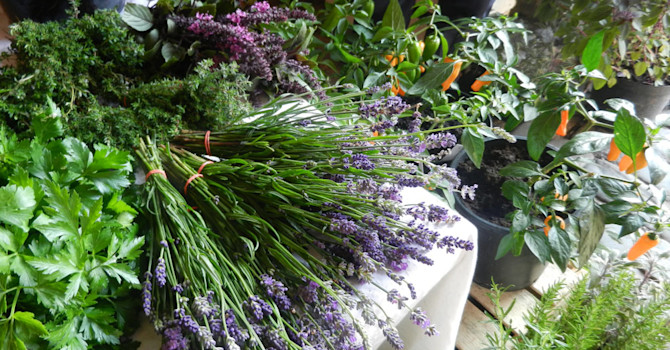 Chili, lavendel, persilja och andra kryddor från Källdalens Trädgårdar. Foto: Susanne Lundberg
