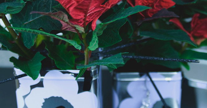 Julstjärnor i mönstrade burkar gör ett vackert intryck. Foto: Blomsterfrämjandet
