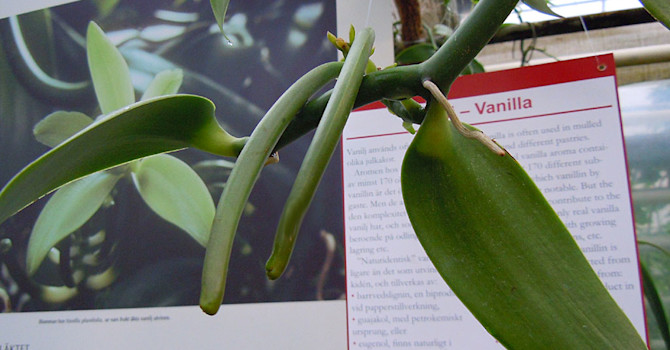 Mognande vaniljstänger.
Foto: Sylvia Svensson