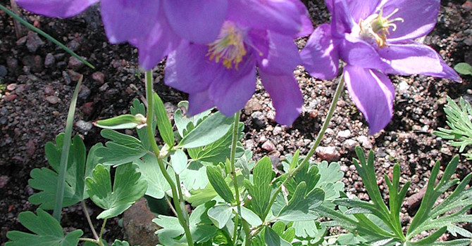_Aquilegia bertolonii_, italiensk akleja.
Foto: Sylvia Svensson