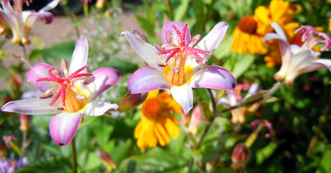 Skugglilja, _Tricyrtis_ 'Tojen', i förgrunden. Foto: Sylvia Svensson