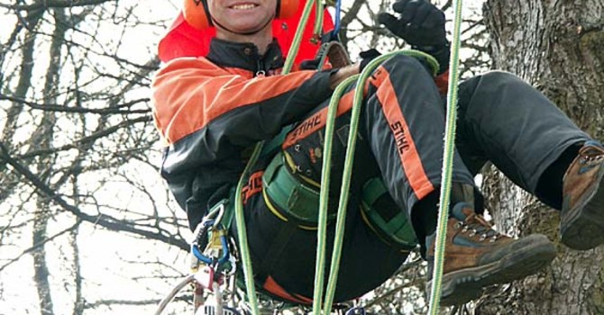 Kanske behöver du anlita en arborist om du har stora eller svårklippta träd?
Foto: Sylvia Svensson
