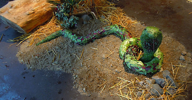 Munkeröds gröna mamba
Foto: Sylvia Svensson