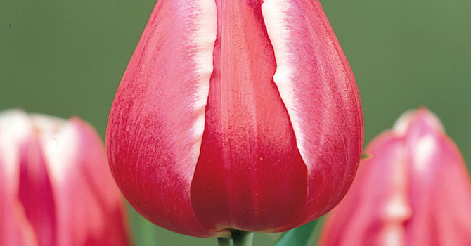 Tulpan 'Debutante'.