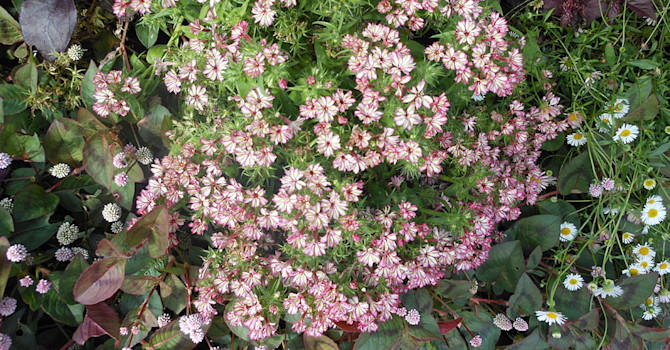 Slingerpilört Persicaria capitata 'Afghan', sommarflox Phlox drummondii 'Pepparmint Candy', murbinka Erigeron karvinskianus
