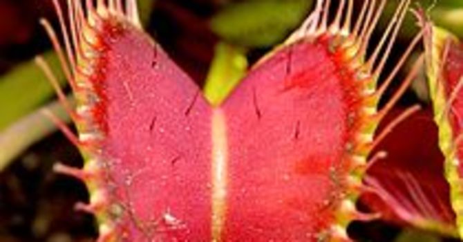 Venusflufällan, _Dionea muscipula_, väntar på sitt nästa byte...
Foto: Wikipedia