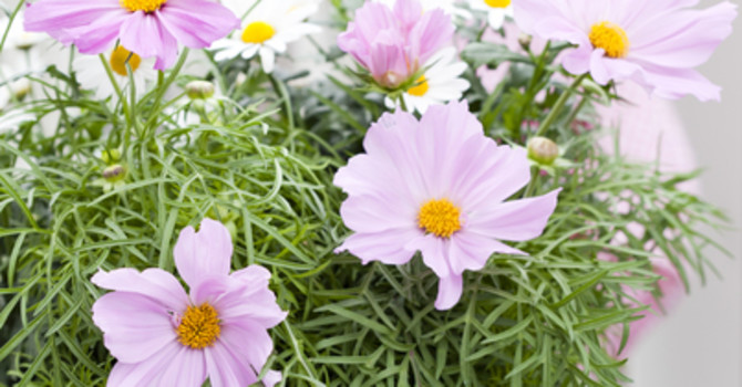 Rosenskära är en gammaldags, skir och romantisk sommarblomma. Foto: Blomsterfrämjandet, Anna Skoog