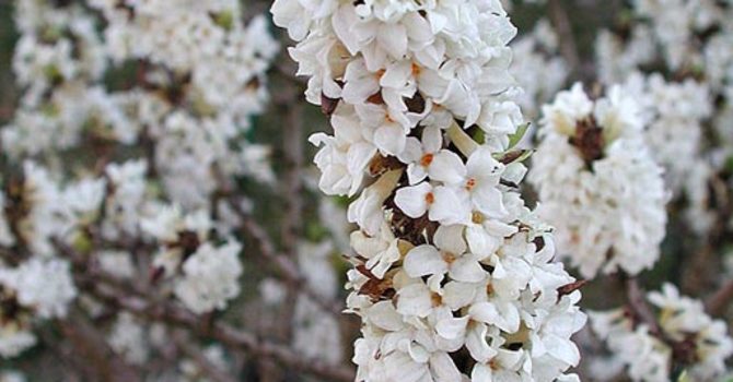 Vitblommande tibast, _Daphne mezereum var. alba_. Foto: Sylvia Svensson