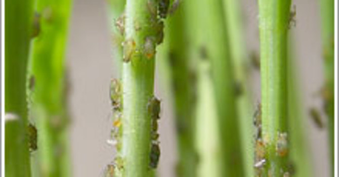 Havrebladlus, _Rhopalosiphum padi_.
FOTO: Sate Al Abassi, Växtskydd i Alnarp/SLU.