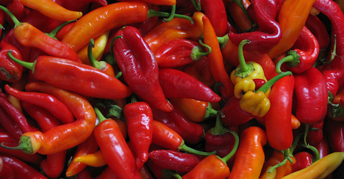 Chilipeppar, _Capsicum annuum_.
