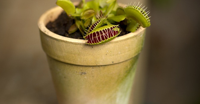 Köttätande växter, Venus flugfälla, _Dionaea muscipula_, är fascinerande.