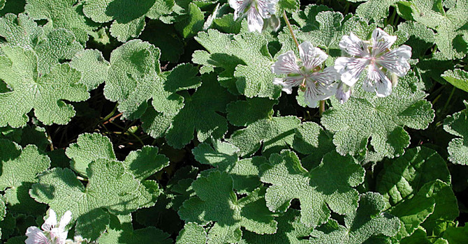 Nätnäva, _Geranium renardii_.Foto: Sylvia Svensson
