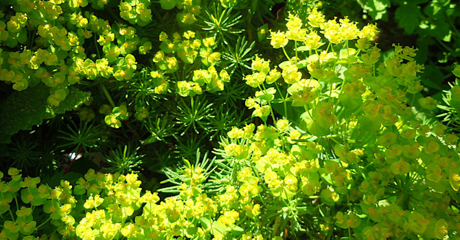 _Euphorbia cyparissias_, vårtörel.
Foto: Sylvia Svensson