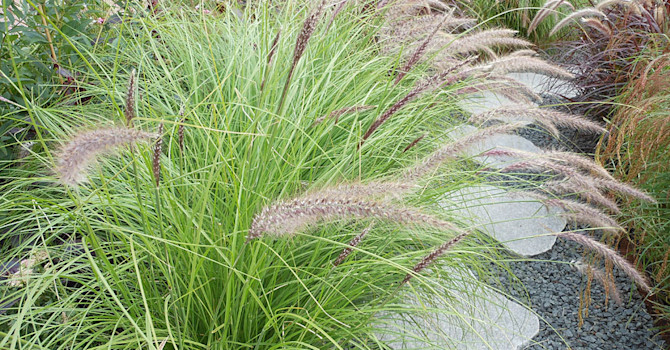 Pennisetum alopecuroides 'Red Head'. Foto: Sylvia Svensson