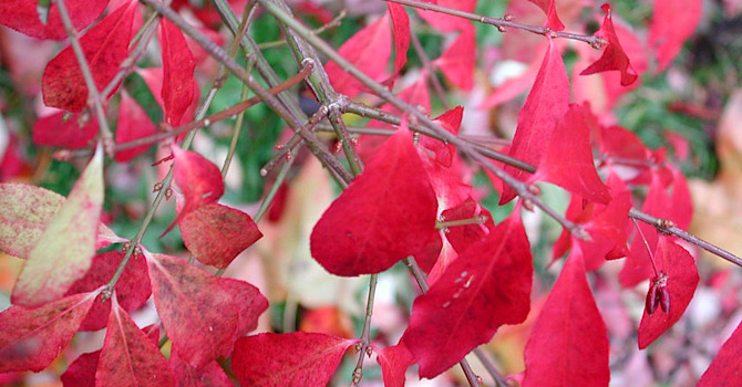 Benved, _Euonymus europaeus_.
Foto: Bernt Svensson