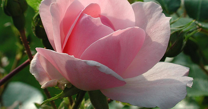 Landskapsros _Rosa_ 'Bonica 82'.Foto: Sylvia Svensson