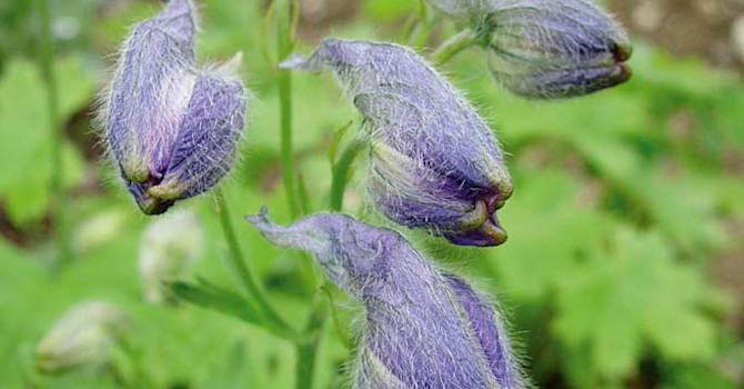 **7.** Troligen en **Indisk riddarsporre**, _Delphinium cashmerianum_