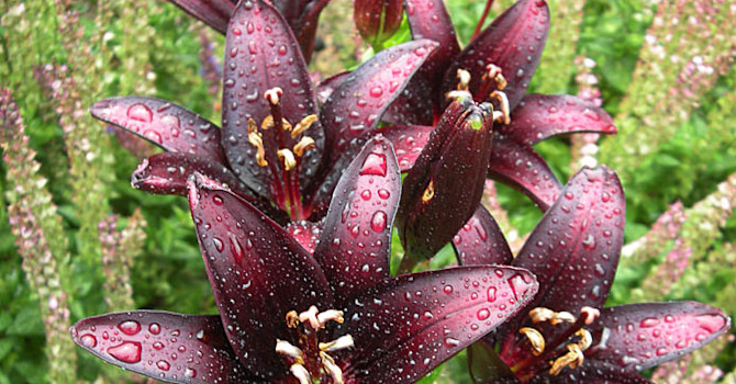 Närbild på _Lilium_ 'Dimention' med stäppsalvia.Foto: Sylvia Svensson