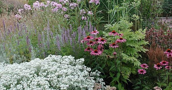 Basen utgörs av långblommare som den vita pärleternellen i kanten, _Achillea ptarmica_ 'The Pearl'. Den blommar från början av juli till långt in på hösten.