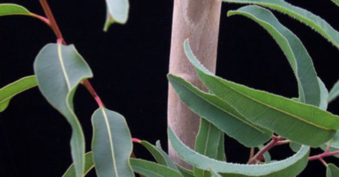 Citroneucalyptus. Foto Odla.nu
