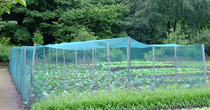 Kålland i Fredriksdal. Foto: Sylvia Svensson