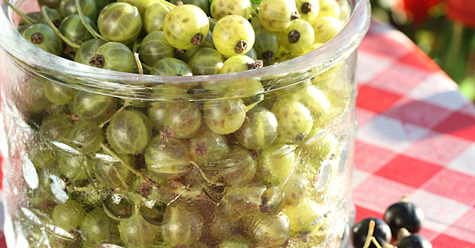 Ribes 'Vertti' i burk, med röda och svarta vinbär.
Foto: Leena Hokka