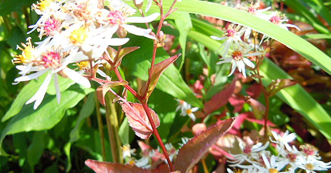 Vit skogsaster, _Aster divaricatus_ med mörka blad. Foto: Sylvia Svensson