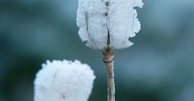 Krolliljans fröställningar med rimfrost påFoto: Sylvia Svensson