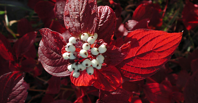 Korallkornell, _Cornus alba 'Sibirica'_. Foto: Sylvia Svensson