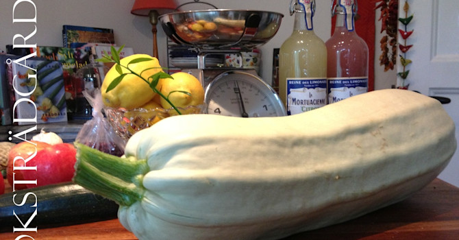 Sommarpumpa, _Cucurbita pepo_, 'Long White'.