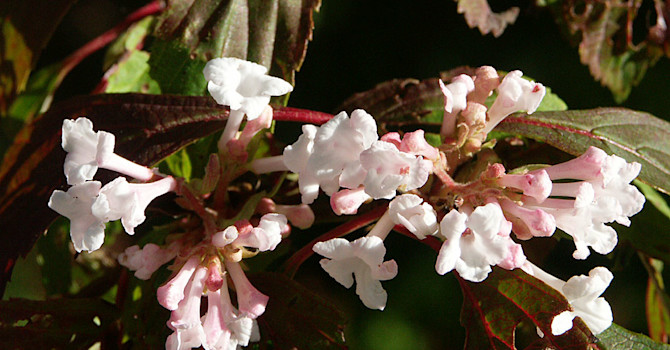 Kejsarolvon, _Viburnum farreri_, i höstsolen. Foto: Sylvia Svensson