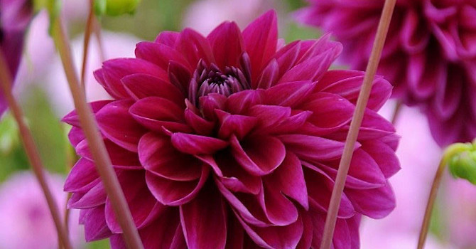 Dahlia 'Le Baron'
Foto: Odla.nu