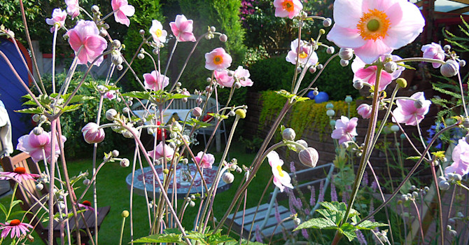 Stor höstanemon, _Anemone x hybrida_.
Foto: Sylvia Svensson