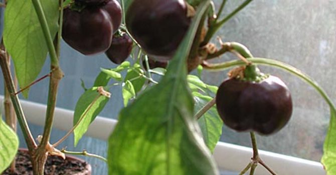 Chilipeppar, _Capsicum annuum_ 'Chokolade Miniature Bell'.
