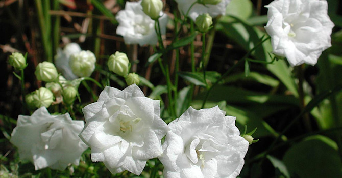 _Campanula cocleariifolia_ 'Elisabeth Oliver White'.
Foto: Sylvia Svensson
