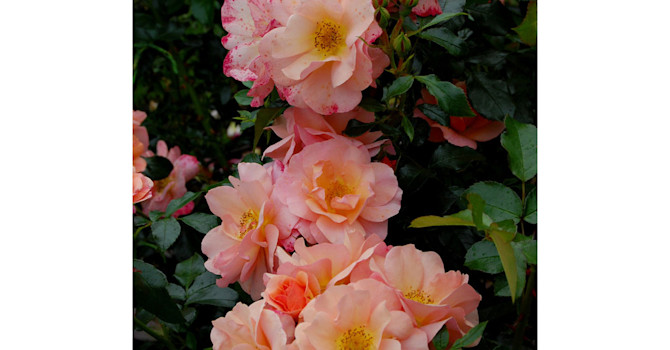 'Aprikola'.
Foto: Helena Verghese Borg, Rosens Dag