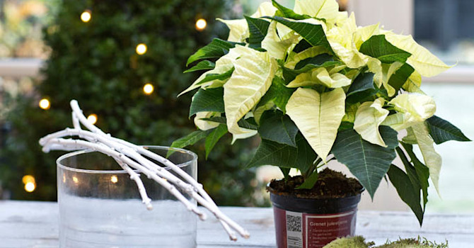 Gör arrangemanget själv 1
Foto: Floradania