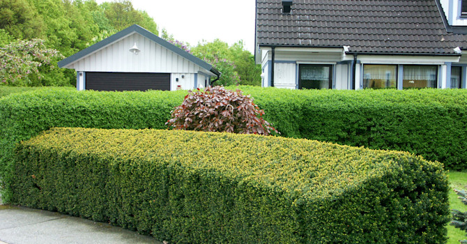 Välklippt idegranhäck framför, liguster bakom. Foto: Sylvia Svensson