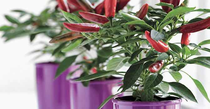 _Capsicum annuum_ 'Apache'.