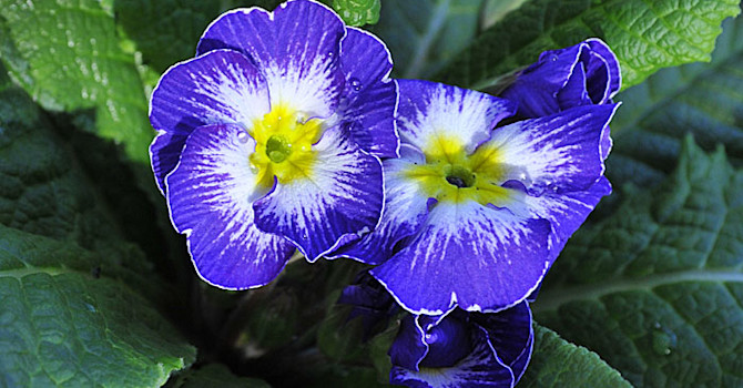 Primula vulgaris 'Elcora Blue'. Foto: Sylvia Svensson