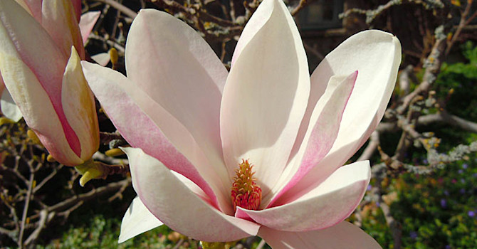 _M. x soulangeana_, **praktmagnolia**, tillhör tyvärr till dem som bara klarar zon 2 i skyddat läge.