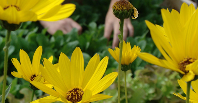 Sallat skördas i pallkragen bakom höstblommande präriesolros. Foto: Katarina Kihlberg