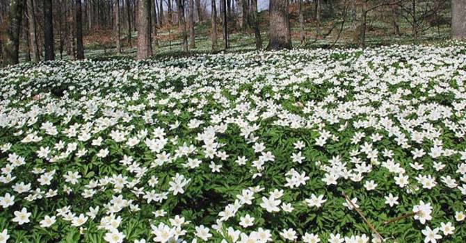 Vitsippor, _Anemone nemorosa_