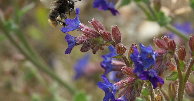 Oxtunga, Anchusa azurea, på en torräng
Foto: Sylvia Svensson