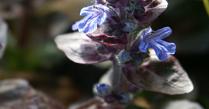 Revsuga, _Ajuca reptans_ 'Burgundy Glow' blommar i blått. Foto: Sylvia Svensson