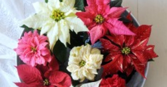 Julstjärnor i olika färger i vackert arrangemang. Foto: Blomsterfrämjandet