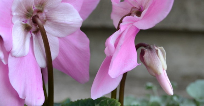 _Cyclamen persicum_ ’Pink Fleur en Vogue´
Foto: Blomsterfrämjandet/Minna Mercke Schmidt