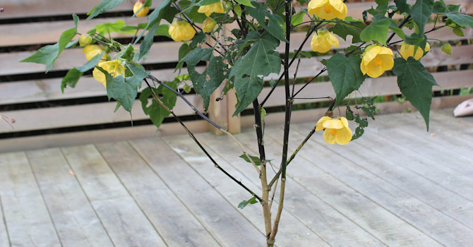 Nyplanterad Klockmalva! /Foto: Anna Theorin