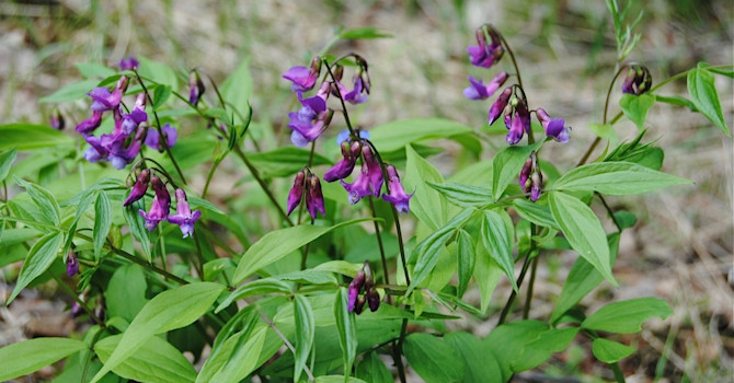 Vårärt, _Lathyrus vernus_, trivs i frisk och fuktig mark.